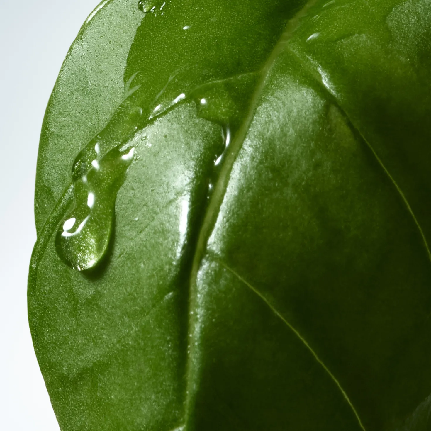 Body Lotion Basil & Hinoki